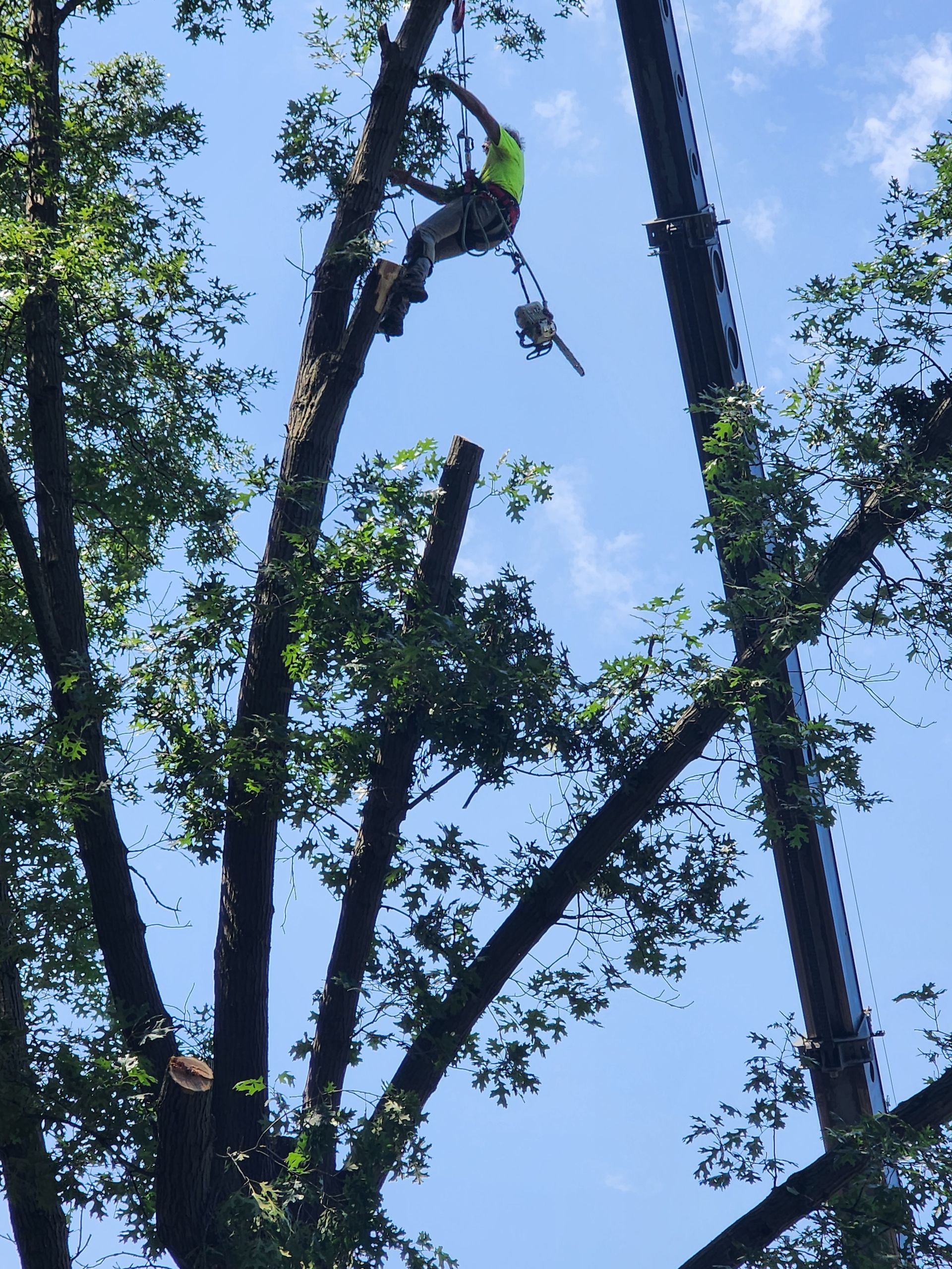 A man in a yellow vest is climbing a tree in Valparaiso, IN