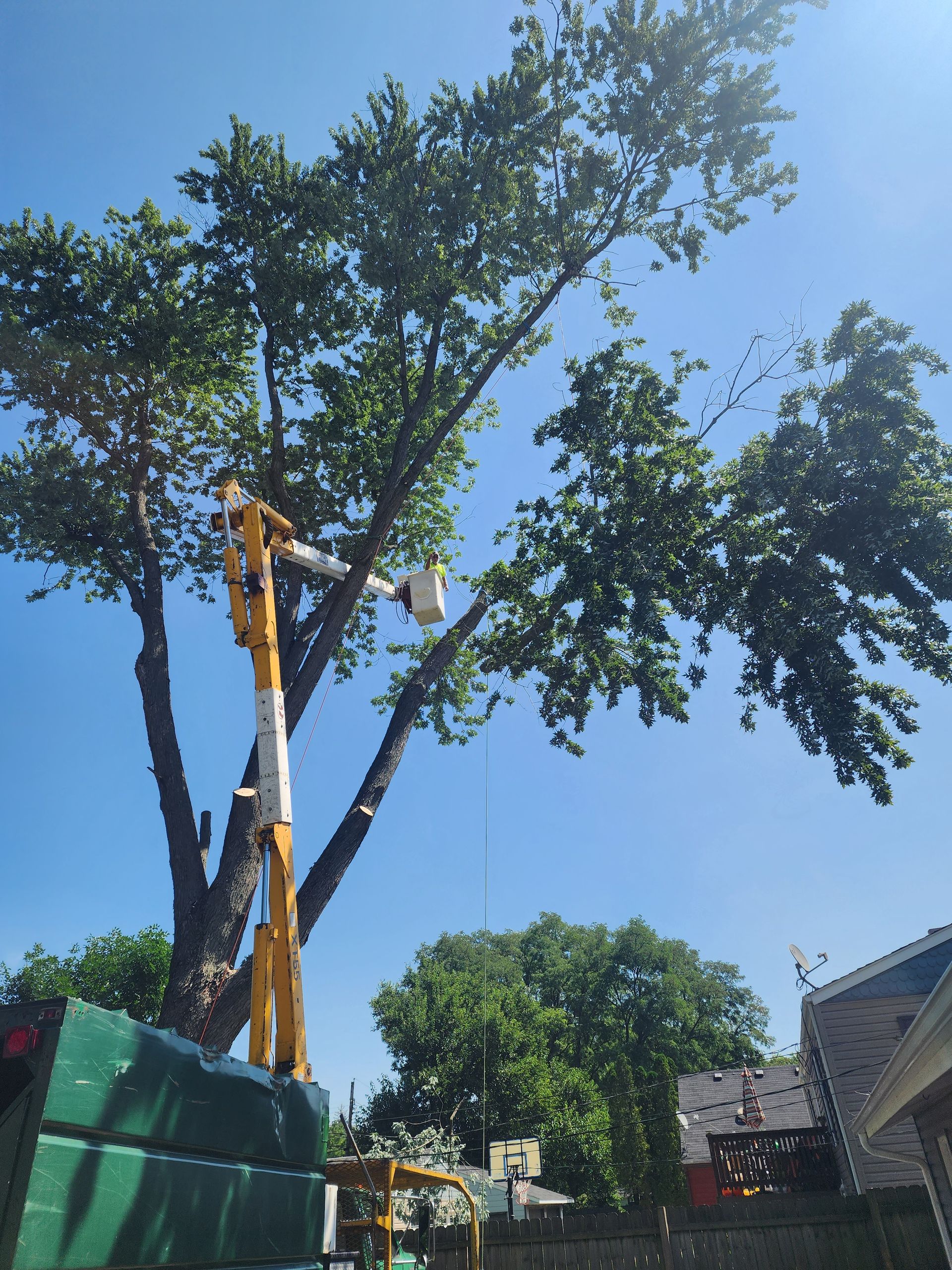 A large tree is being cut down by a crane in Odgen Dunes, IN