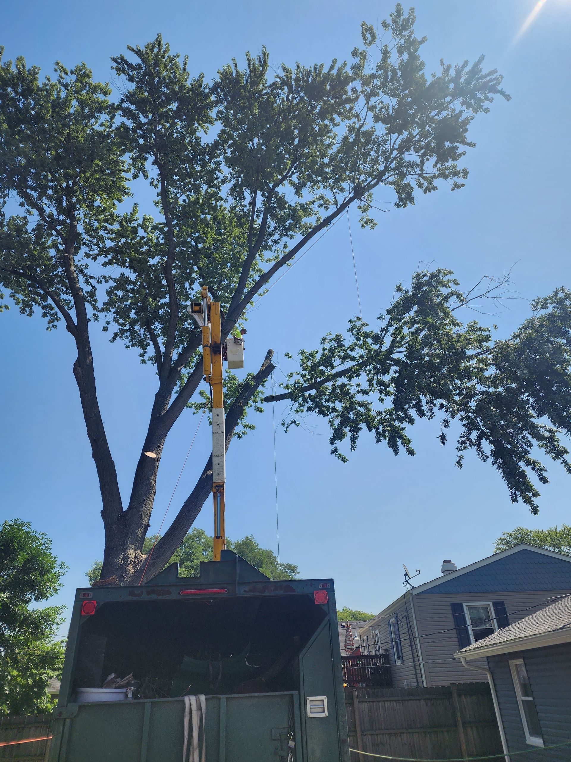 Tree Trimming