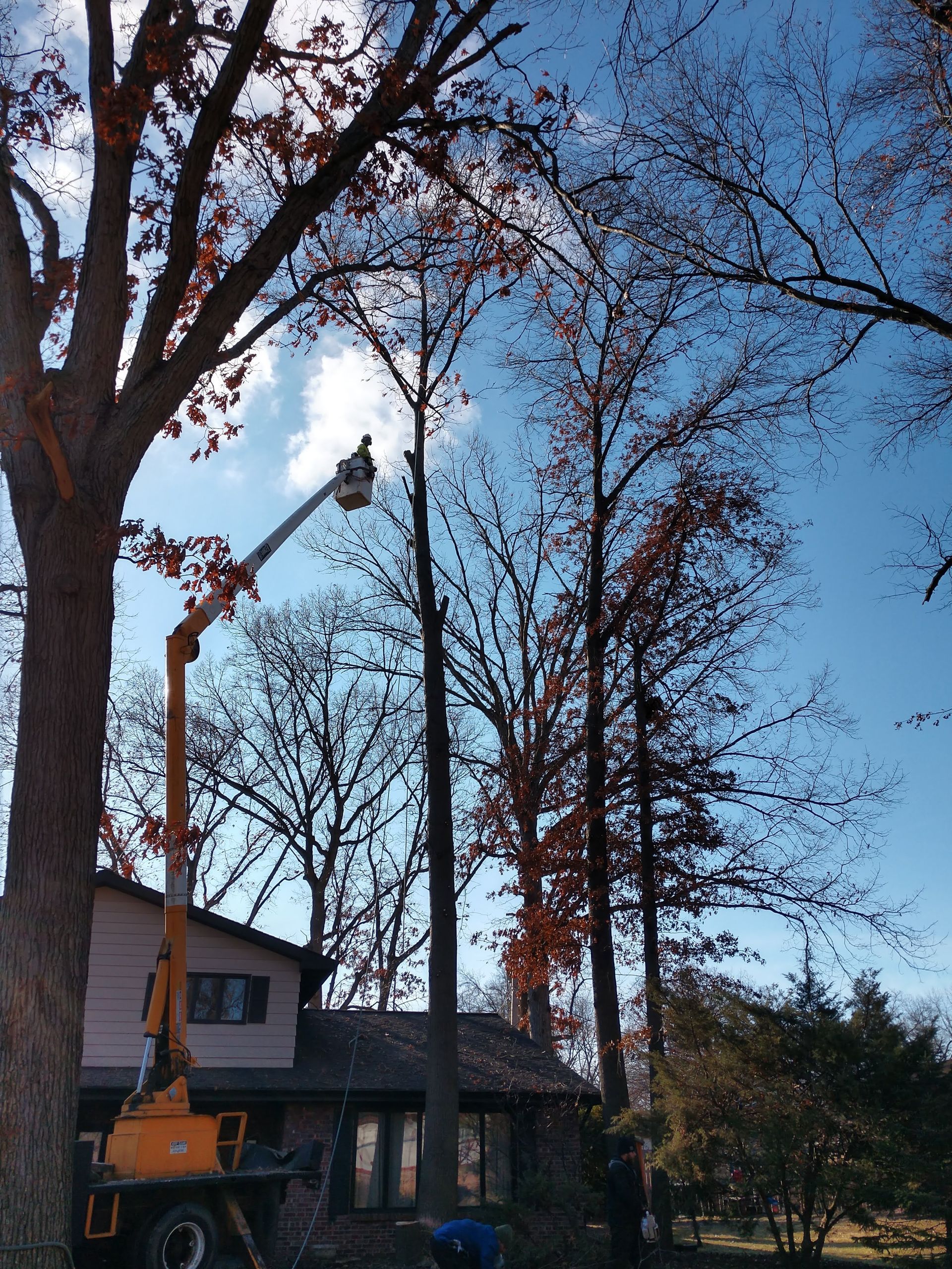 Tree Removal Portage, IN