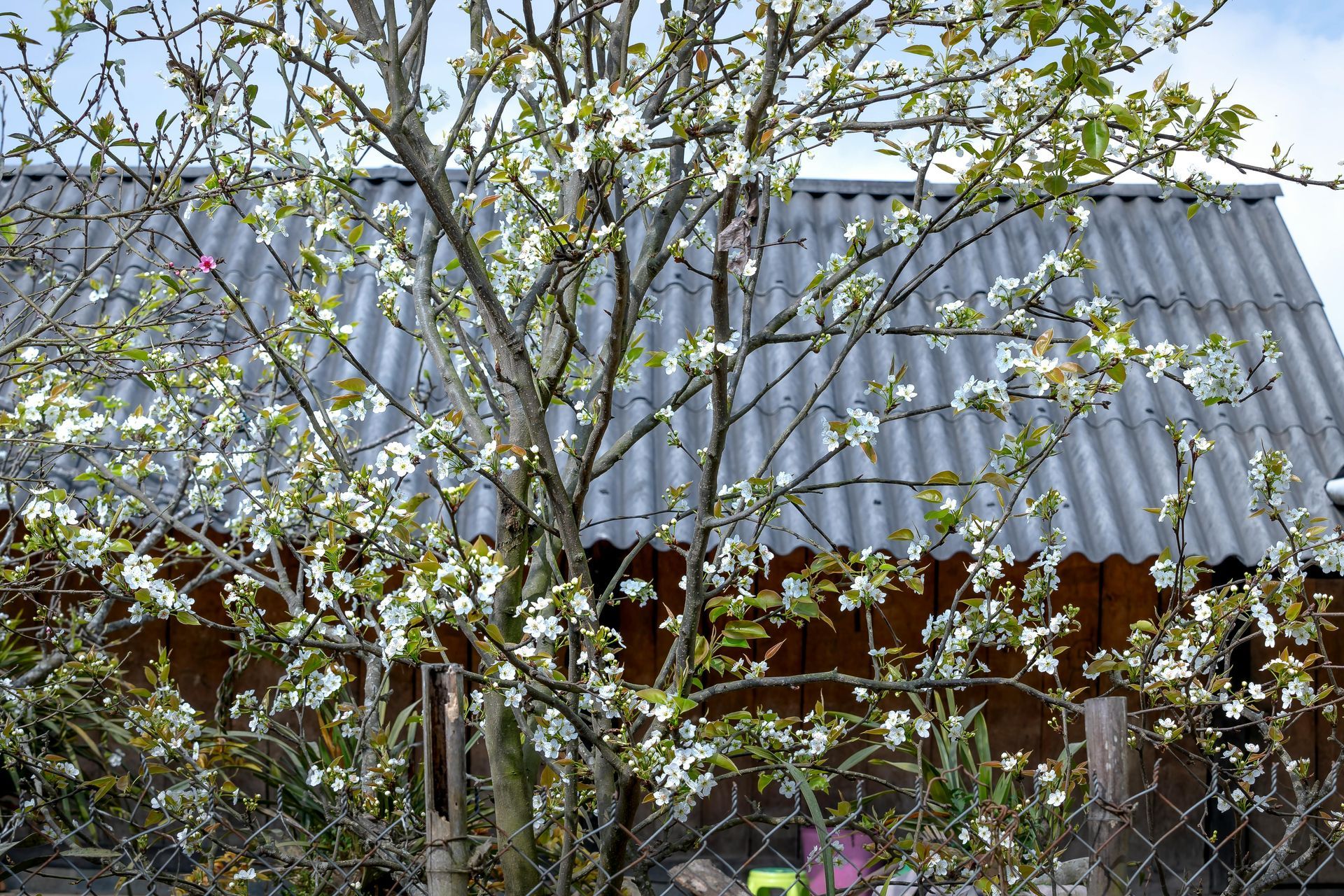 Leafy tree branches in front of a corrugated metal roof and building wall