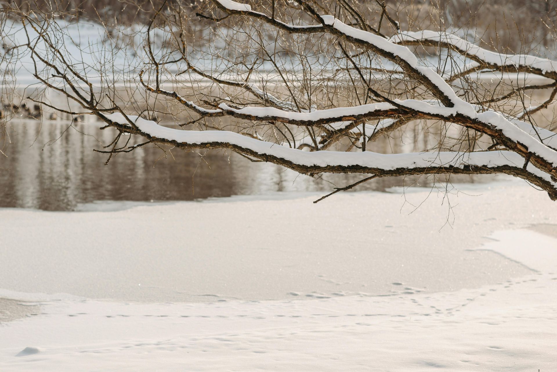 Snow-covered riverbank with bare tree branches over calm water