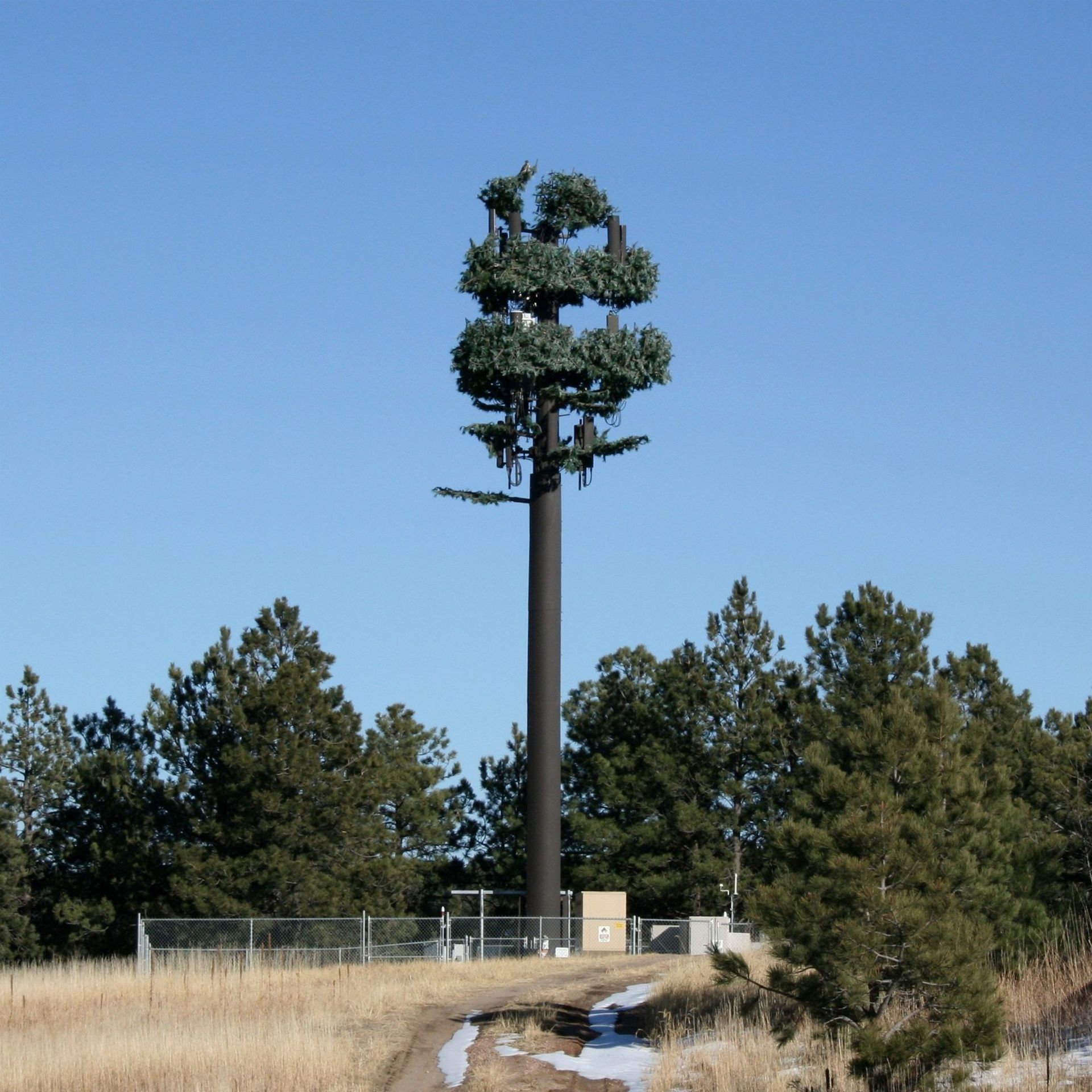 Cell tower disguised as a tree, surrounded by trees and a dirt road, under a blue sky.