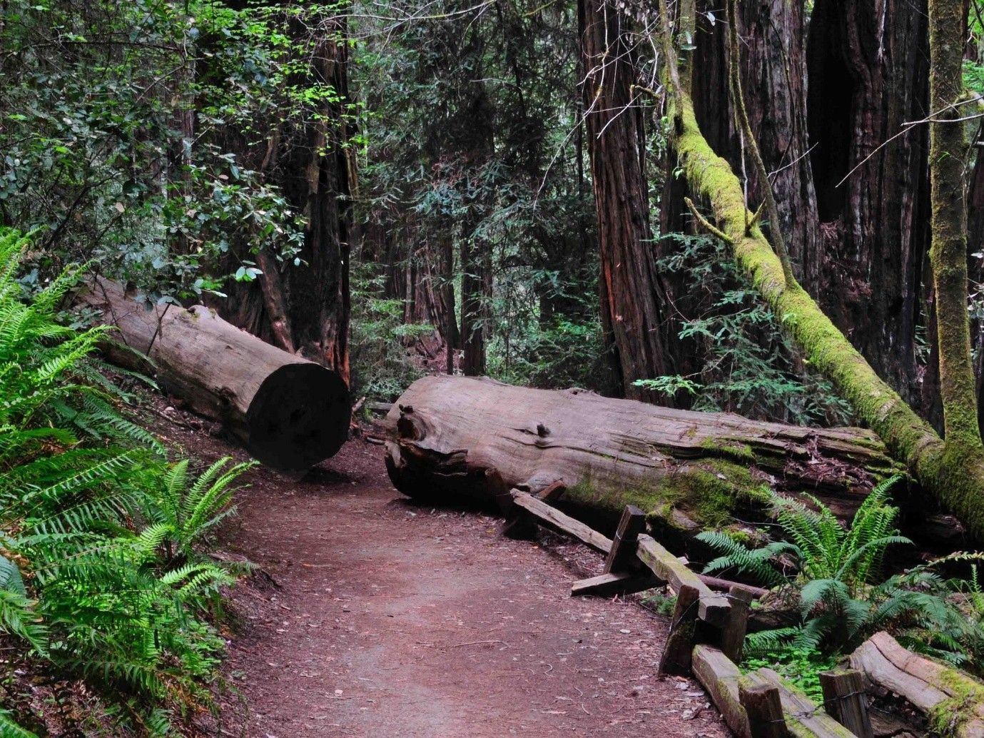Redwoods Armstrong