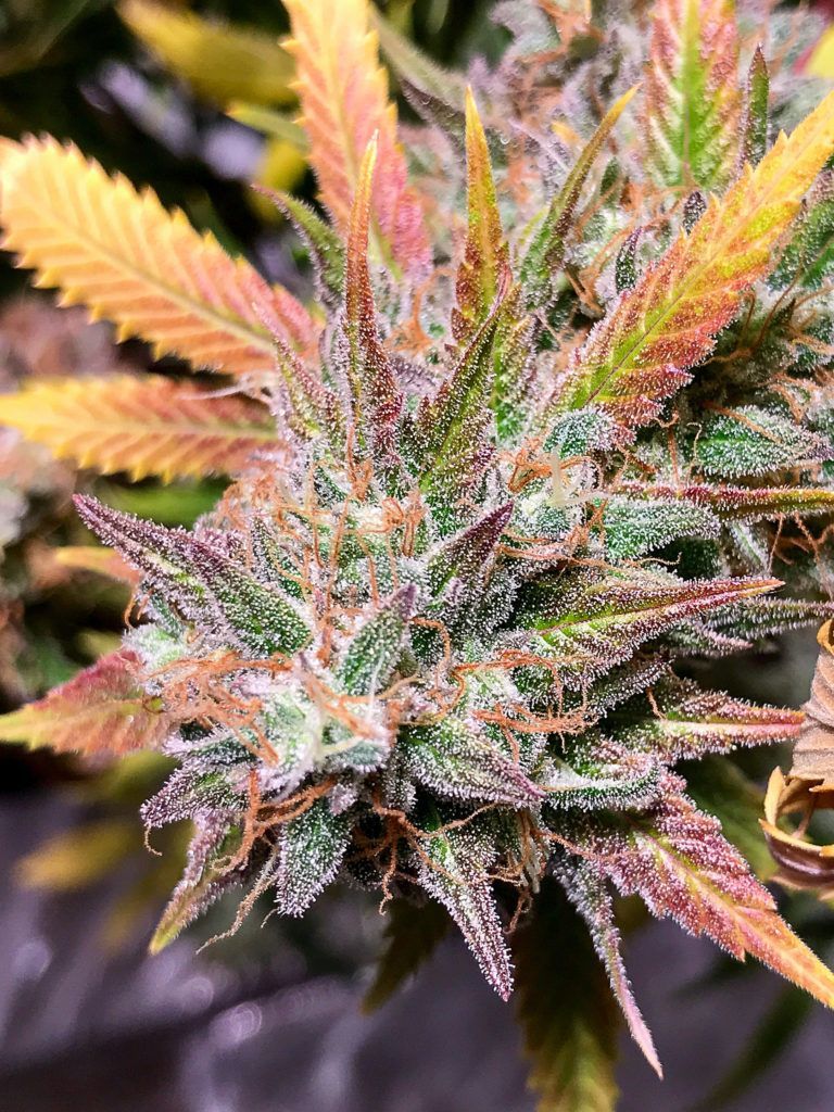 Easy tips for a Tasty, Terpy Homegrow