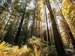Armstrong Redwoods