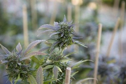 Cannabis Terpenes