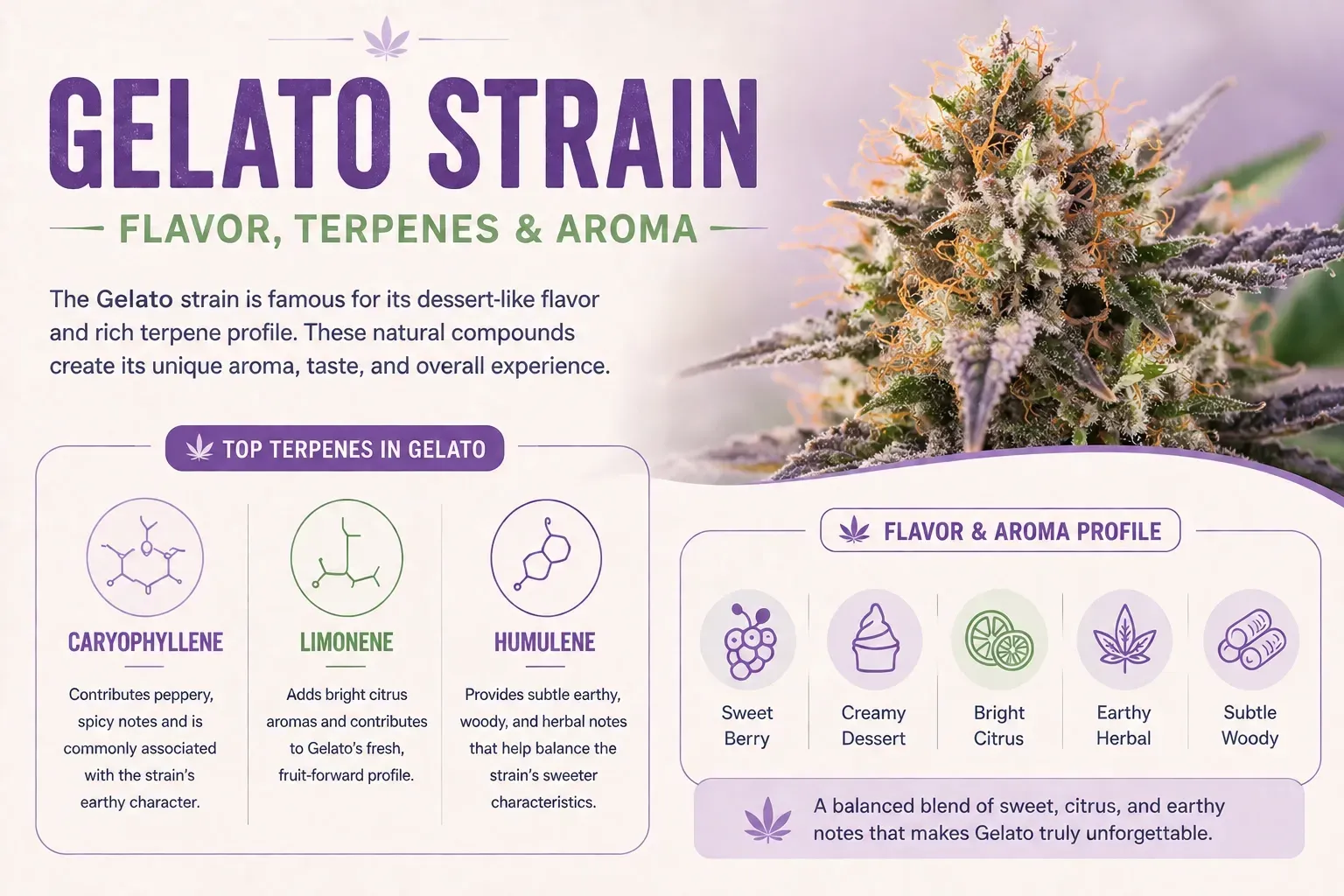 Gelato Strain Flavor, terpenes and aroma