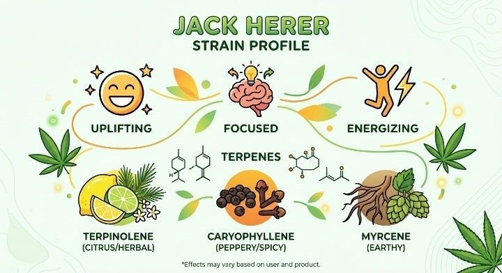 Jack Herer Strain Effects