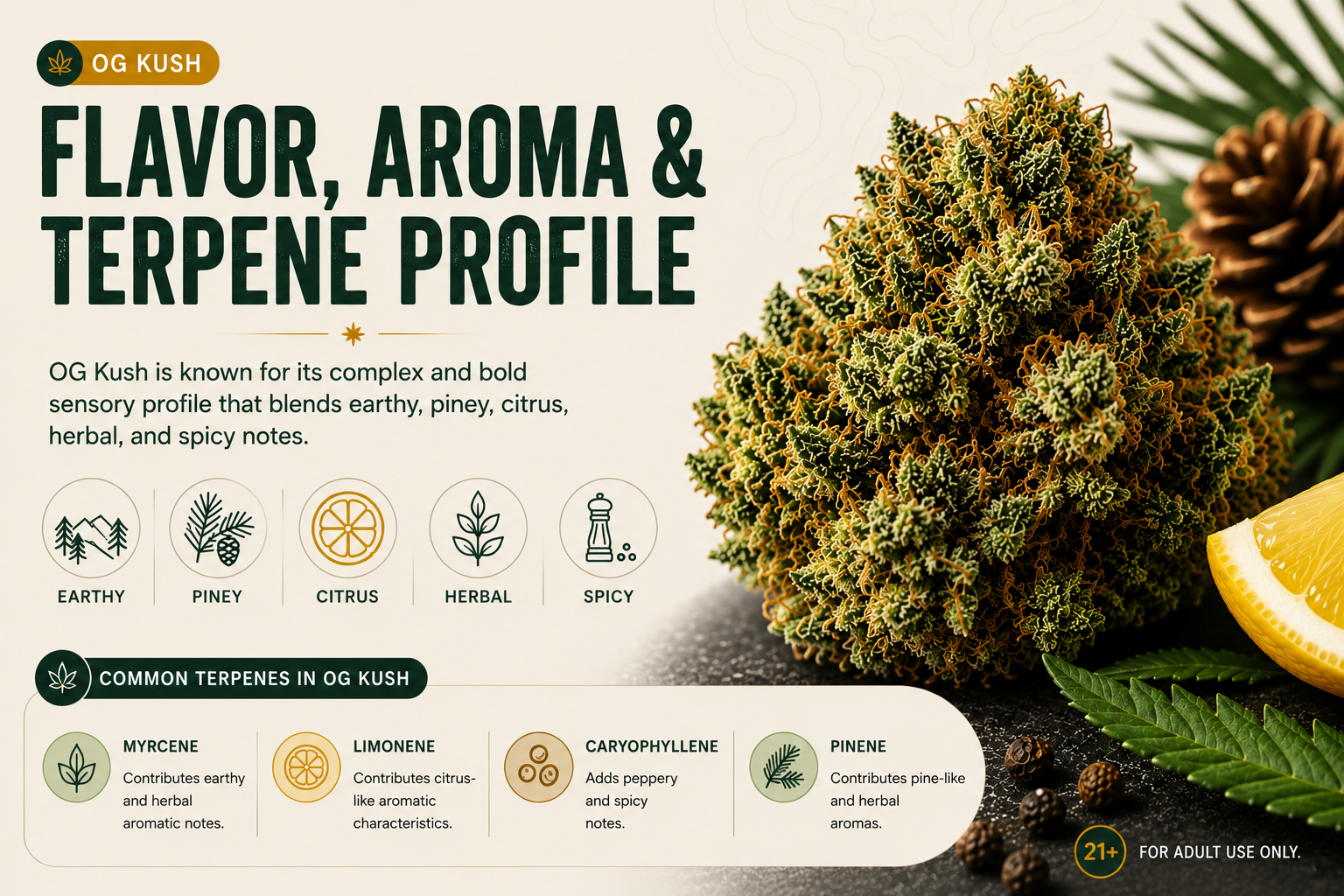 OG Kush Strain Effects 