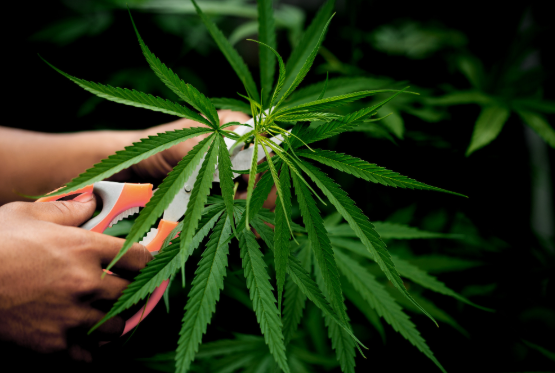 A sativa cannabis plant gets trimmed by hands with scissors.