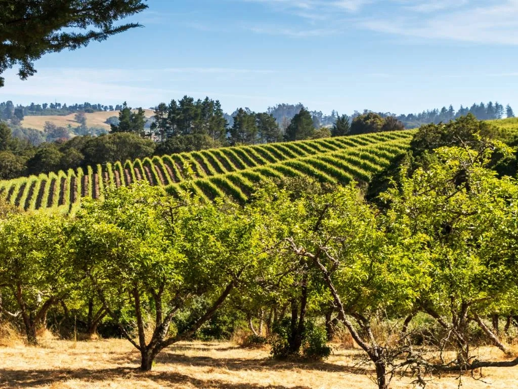 Cannabis dispensary near sebastopol
