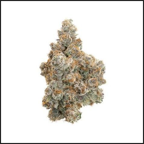 Watermelon Z Strain