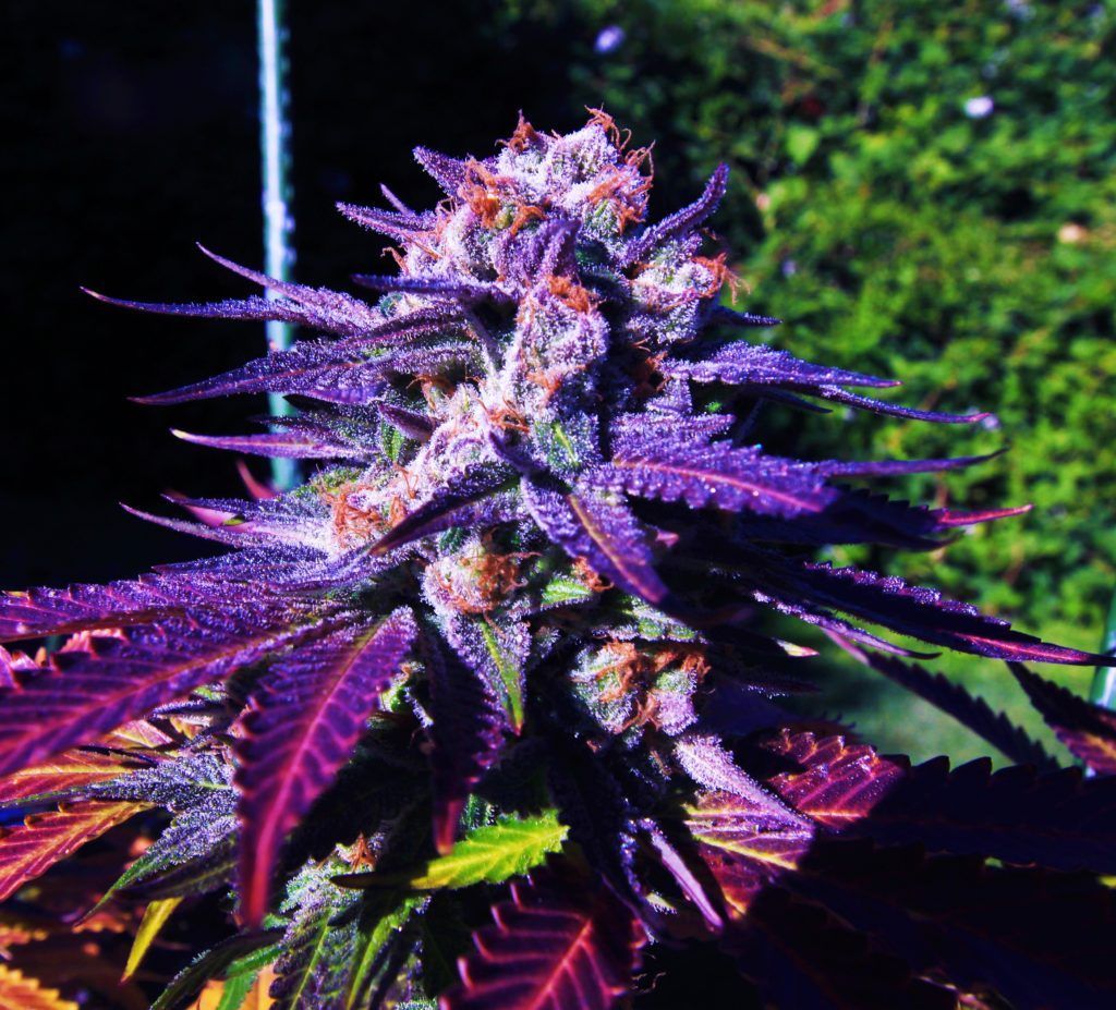 Close-up of purple and green cannabis flower with orange pistils.