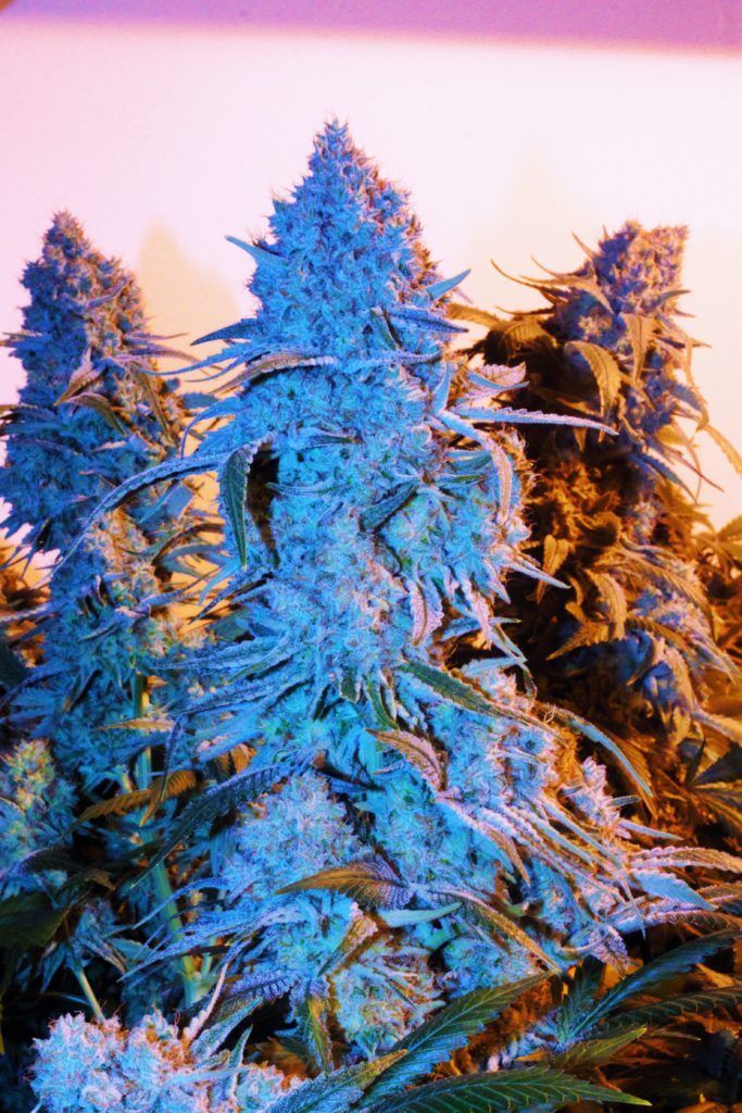 Cannabis bud, densely covered in trichomes, illuminated by blue and orange light.