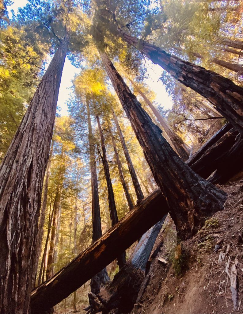 Tall redwood trees reach towards the sunlight from a low angle, with a fallen tree trunk in the foreground.