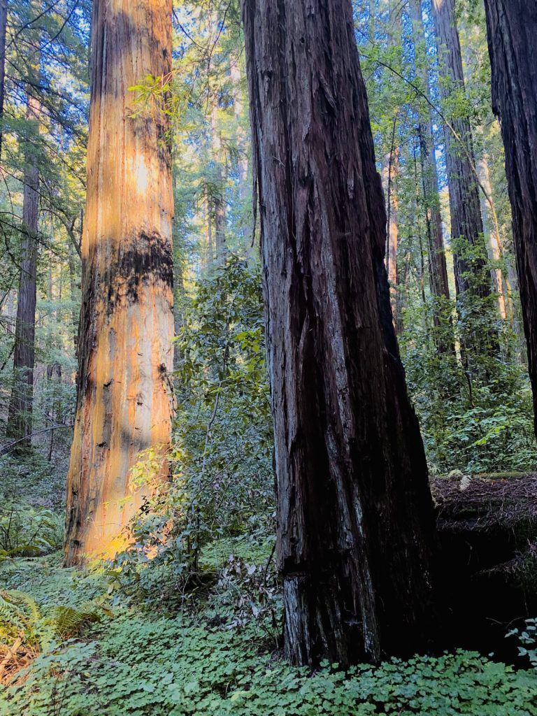 Giant redwood trees in a forest with sunlight illuminating the left tree trunk. Green foliage covers the forest floor.