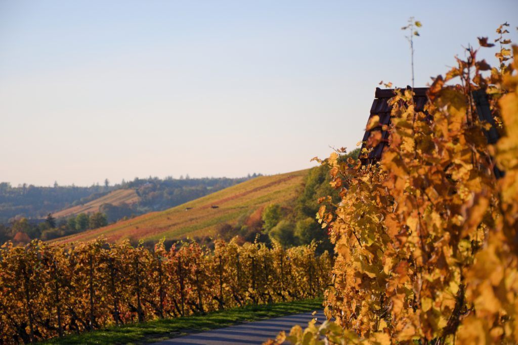 Vineyard on a sunny autumn day; rows of golden vines cascade down a hillside with a clear blue sky.