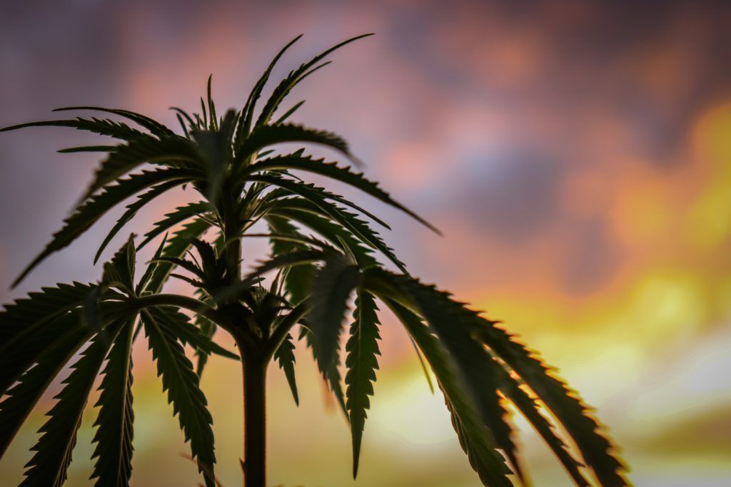 Silhouette of a cannabis plant against a vibrant sunset sky with shades of orange and pink.