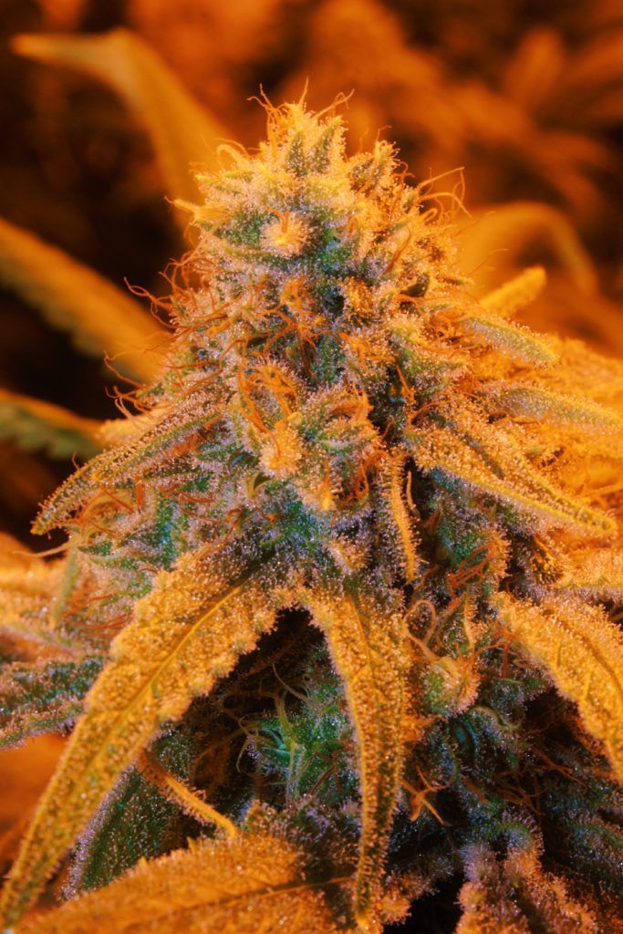 Close-up of a cannabis bud covered in frosty trichomes, illuminated by warm orange light.