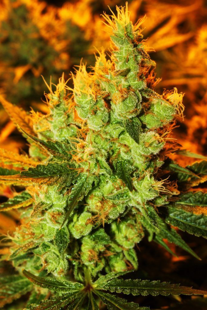 A close-up of a cannabis bud with green leaves and orange hairs, lit by warm yellow light.