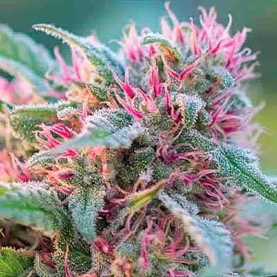 Panama Red strain
