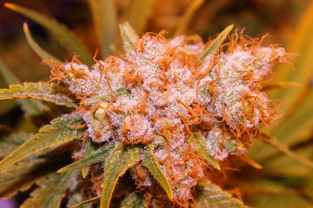 Close-up of cannabis bud covered in white trichomes and orange hairs, surrounded by green leaves.