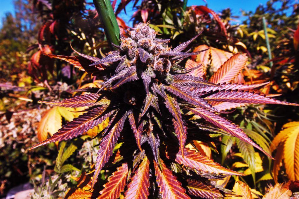A close-up of a purple and orange cannabis plant with a bud.