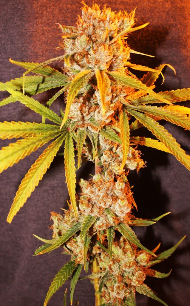 A close-up of a cannabis plant with dense, orange-tinged buds and green leaves. The setting appears to be indoors.