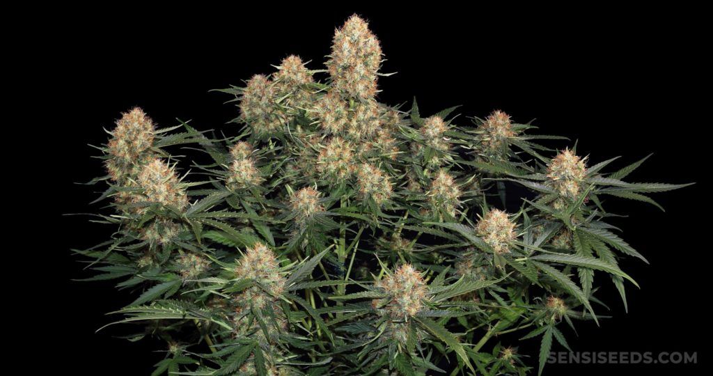 A cannabis plant with dense, light-colored buds and green leaves against a black background.