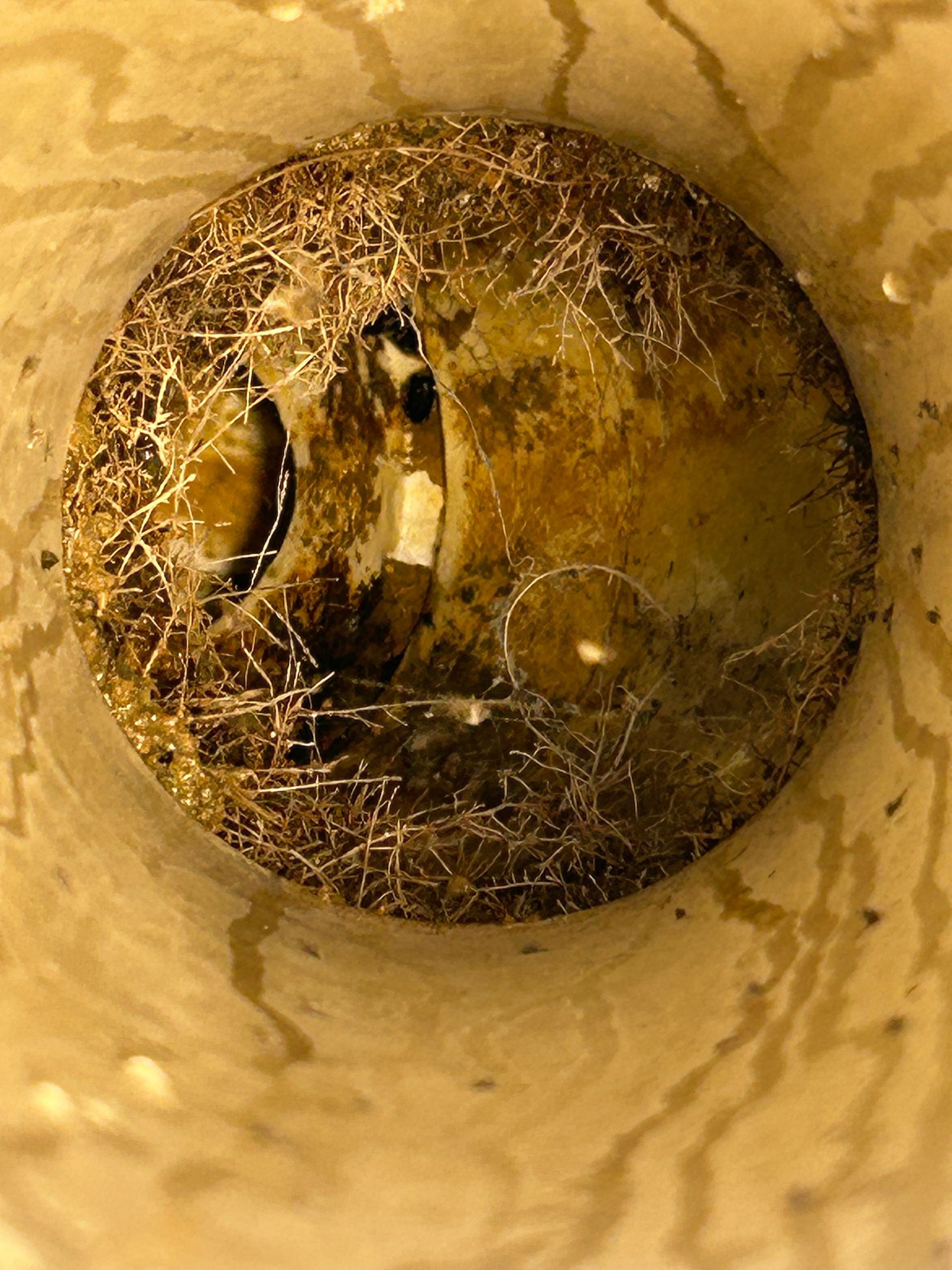 A close up of a sink drain with a lot of dirty water coming out of it.