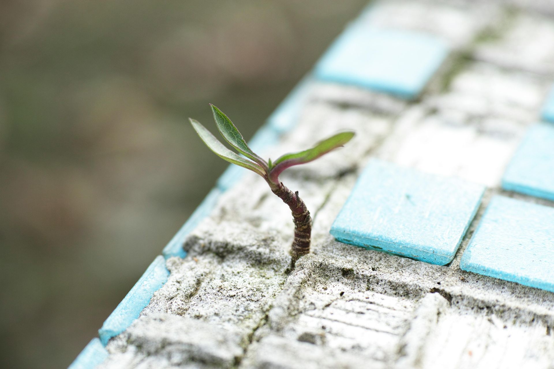Amazing plant life emerges