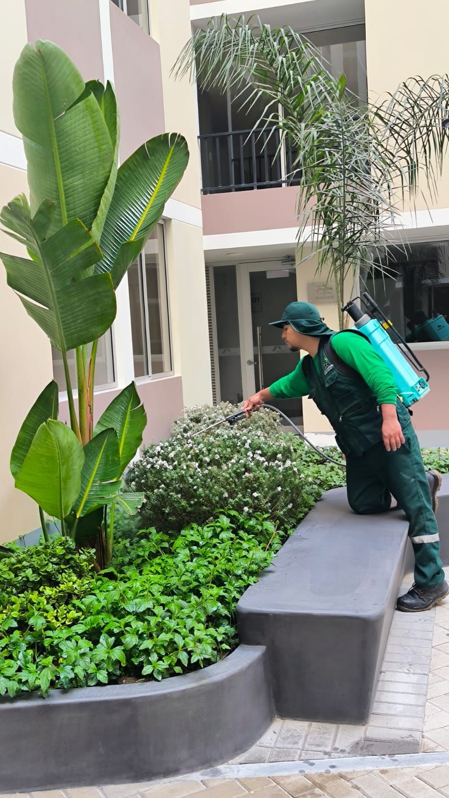 Una persona en una escalera de madera podando plantas frondosas bajo un techo de paja