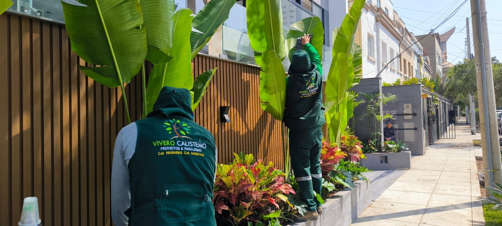 Exuberante césped verde y jardín tropical al anochecer, con palmeras y una casa blanca al fondo