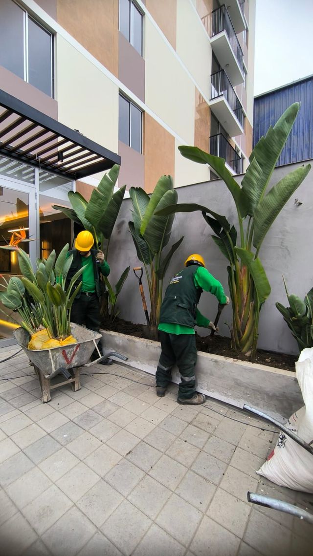 Dos trabajadores con uniformes verdes trasladan grandes plantas en macetas por un patio estrecho junto a un edificio.
