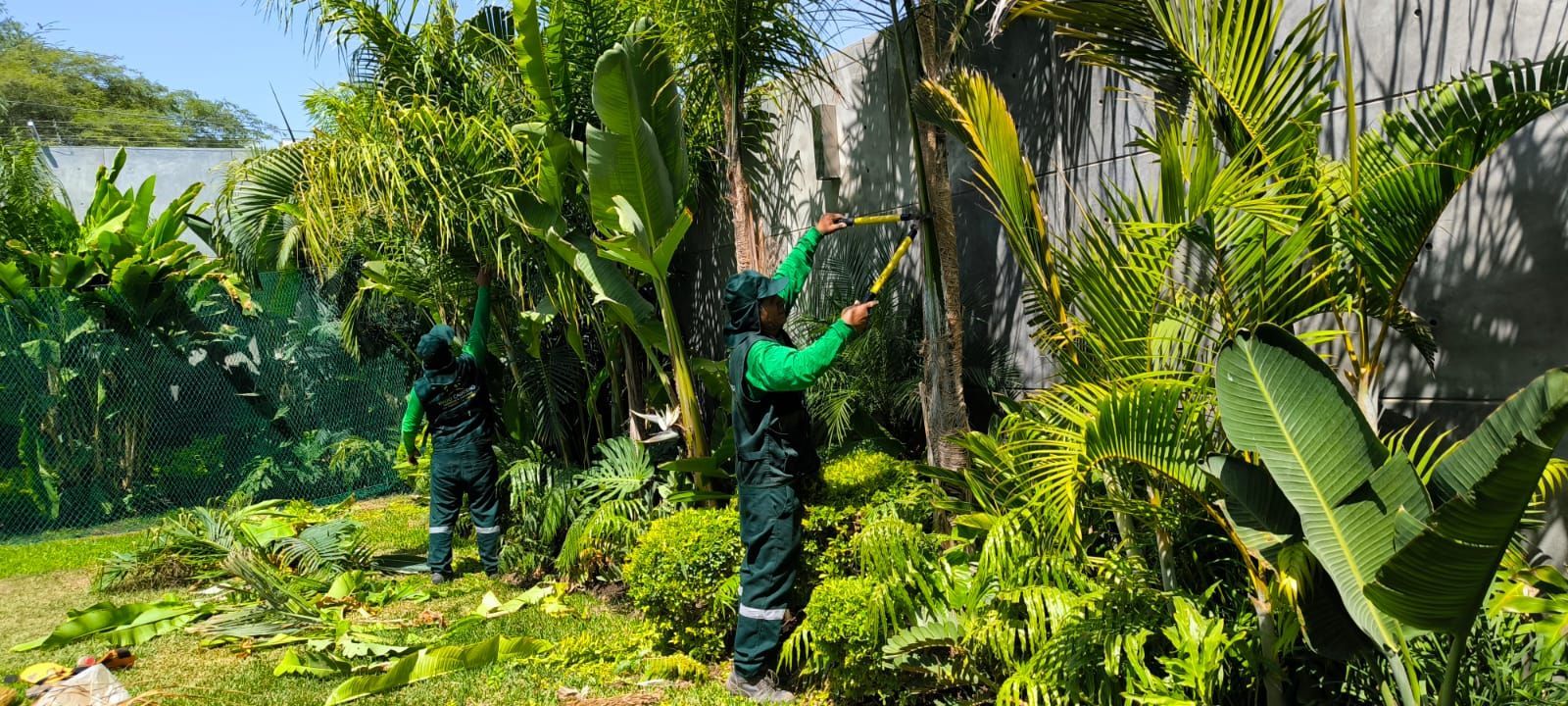 Dos trabajadores con uniformes verdes cosechando cocos en un exuberante cocotal tropical