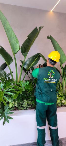 Trabajador con uniforme verde podando plantas grandes de interior junto a una pared blanca con jardineras