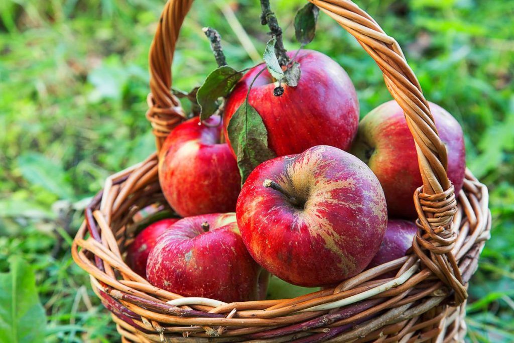 Basket of red apples with green leaves on the grass.