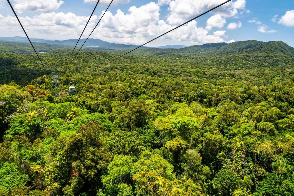 A View of A Lush Green Forest from A Cable Car — Cairns Property Collective in Smithfield, QLD