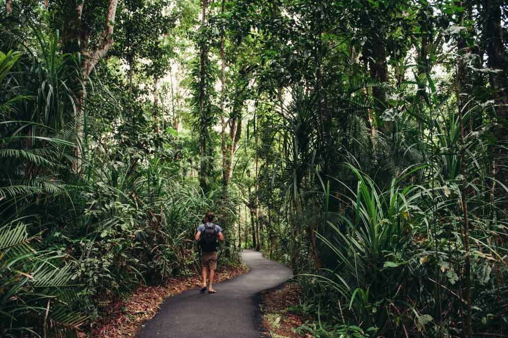 A Man is Walking Down a Path in the Woods — Cairns Property Collective in Redlynch, QLD
