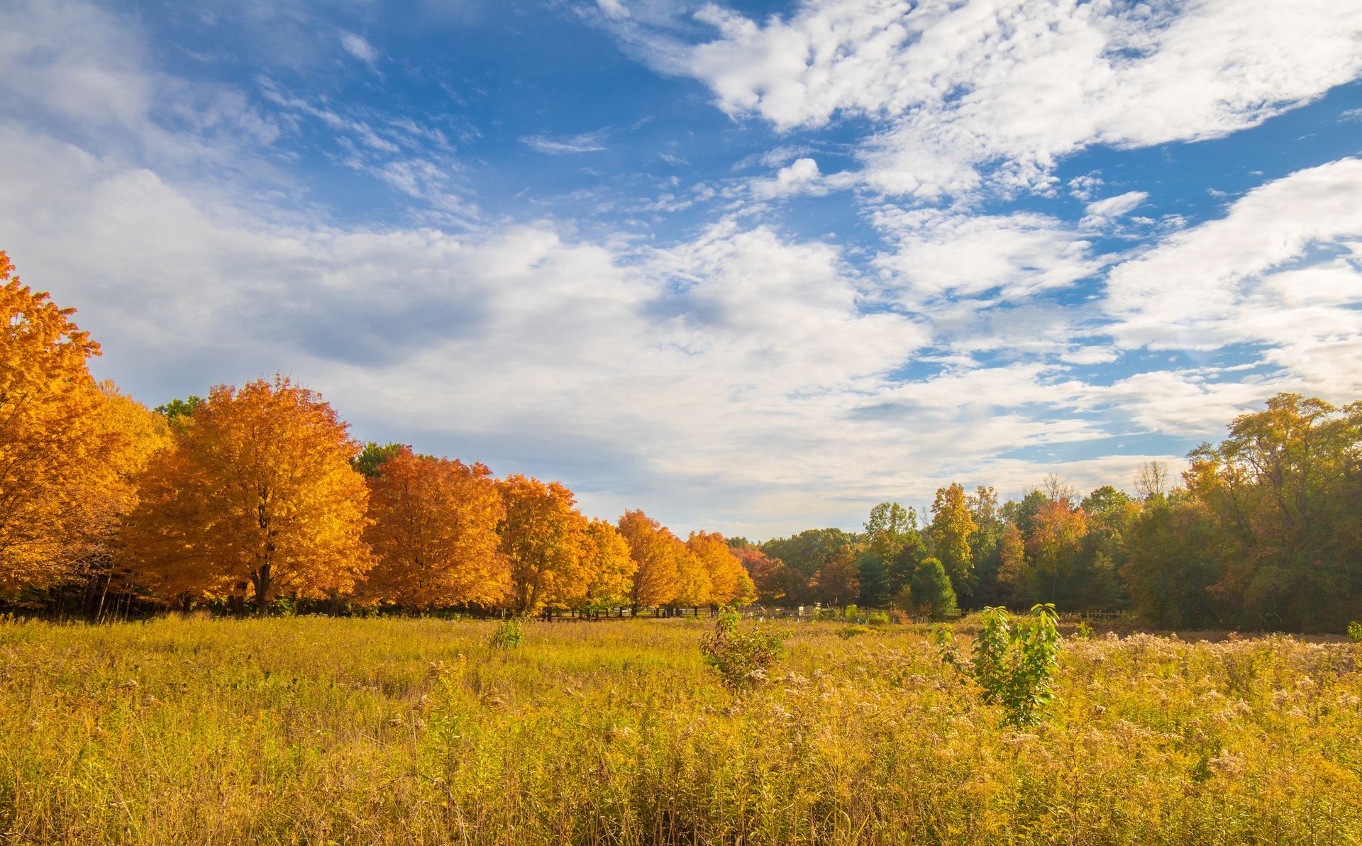 Autumn meadow with yellow-orange trees under a partly cloudy sky
