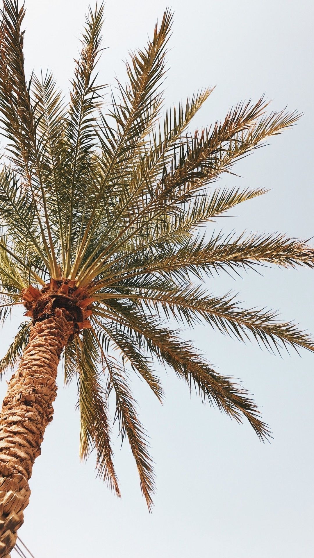 Palm tree outside Empress Pilates studio in Westwood, Los Angeles.