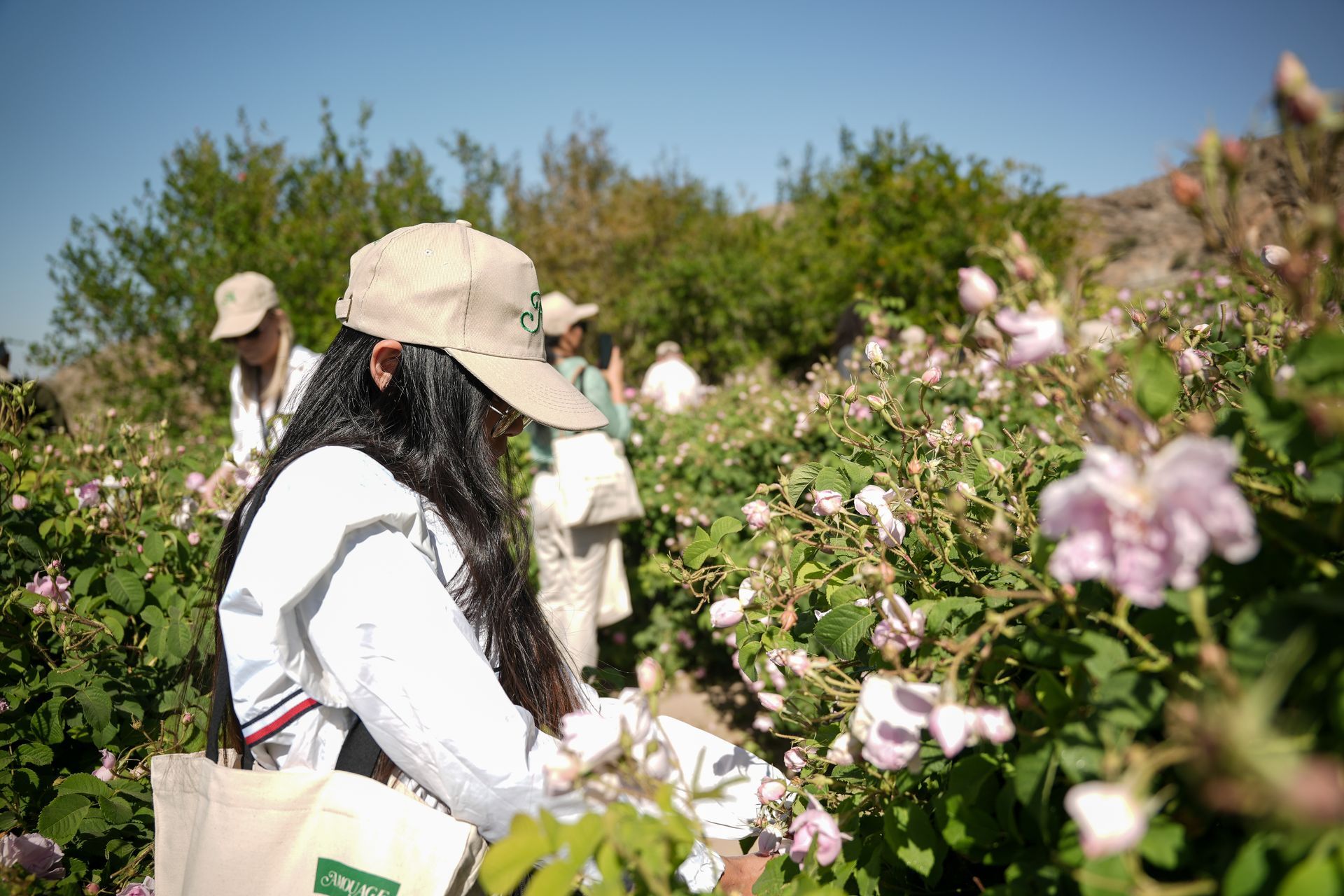 Hand-picking pink Damask roses on the terraced farms of Jabal Akhdar during rose season