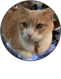 Micah - Head Cat In Charge