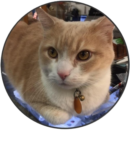 Micah - Head Cat In Charge