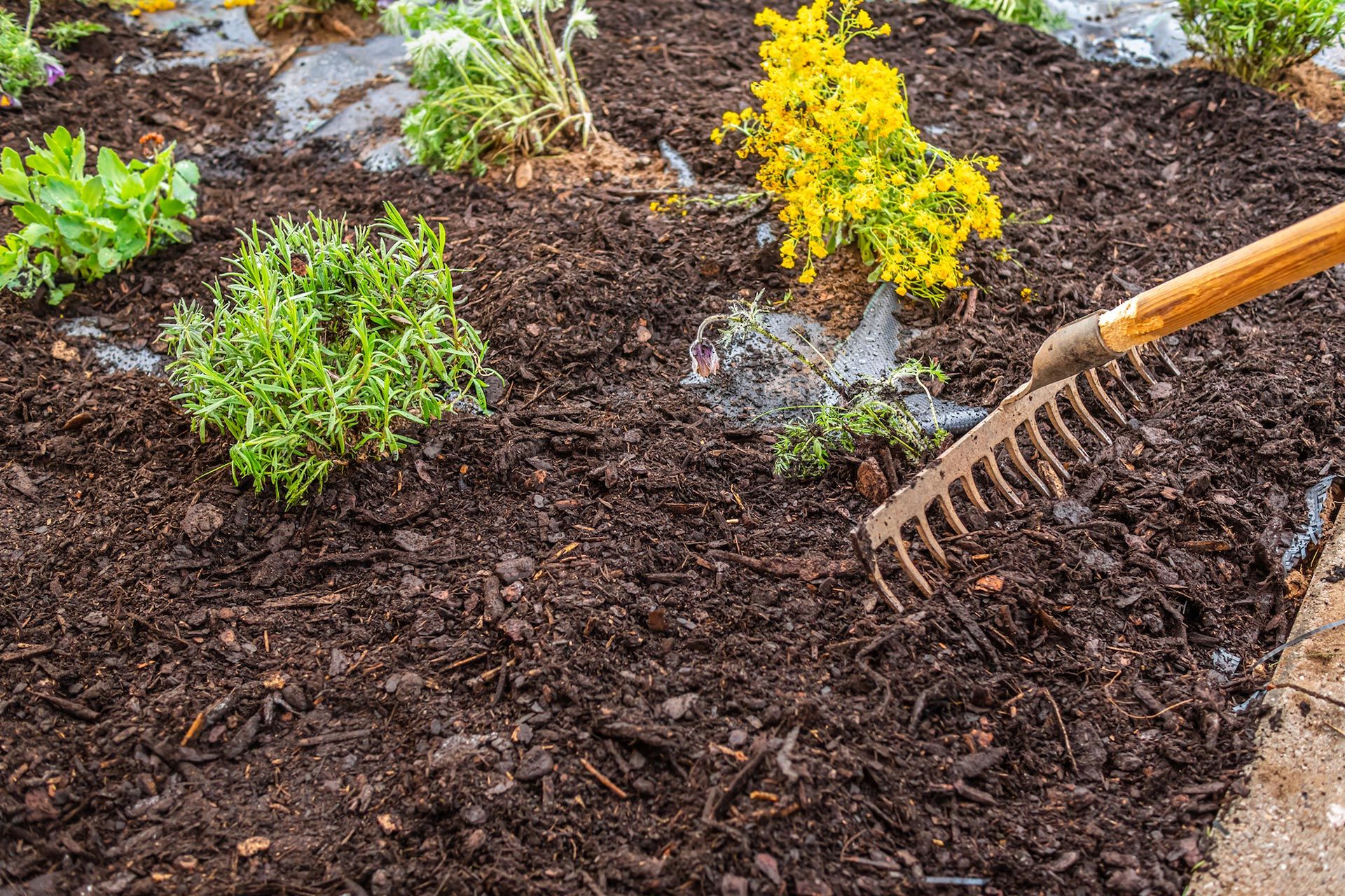 Garden bed with mulch, rake, and green and yellow plants.