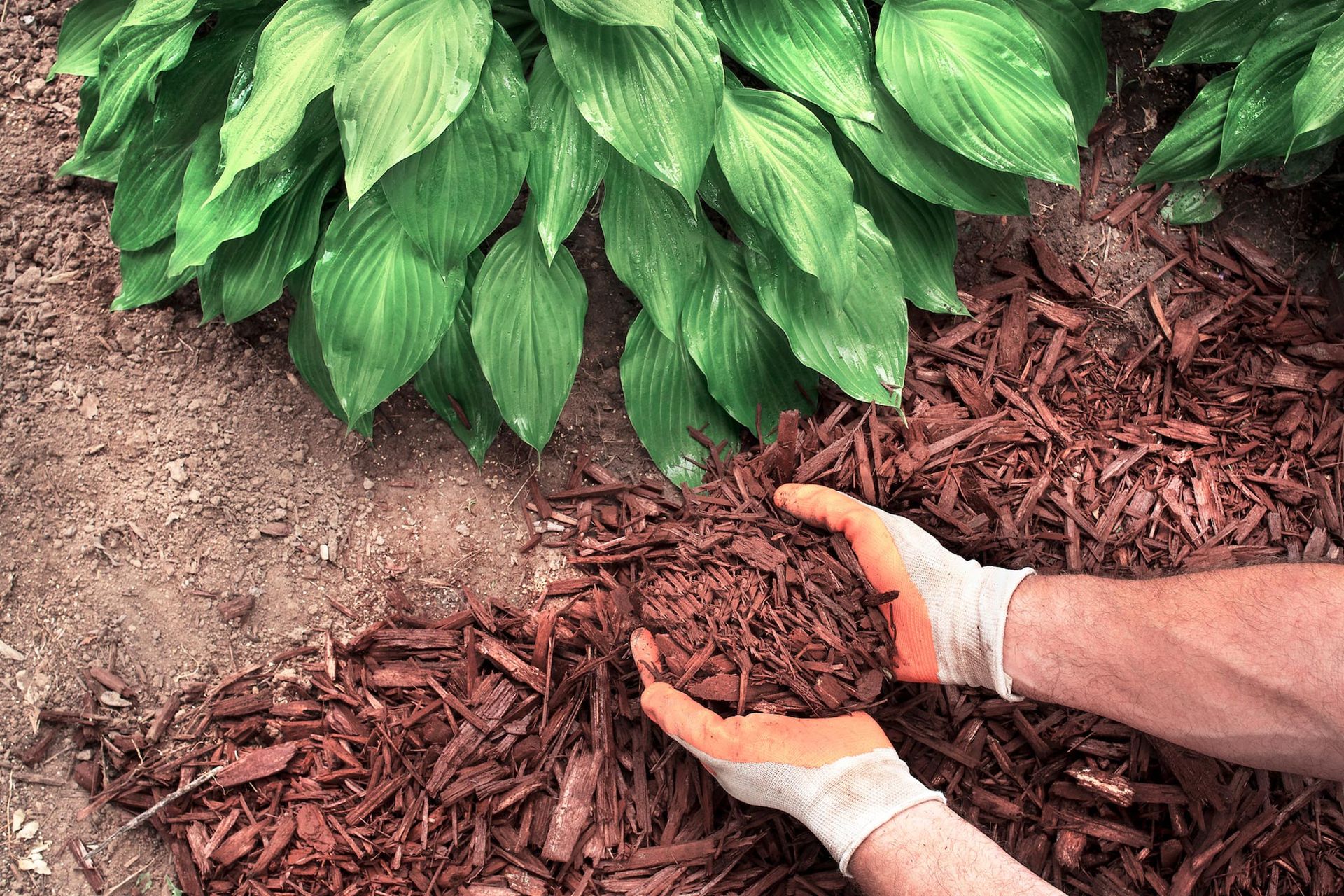 Hands wearing gloves spreading red mulch around a green plant in a garden bed.