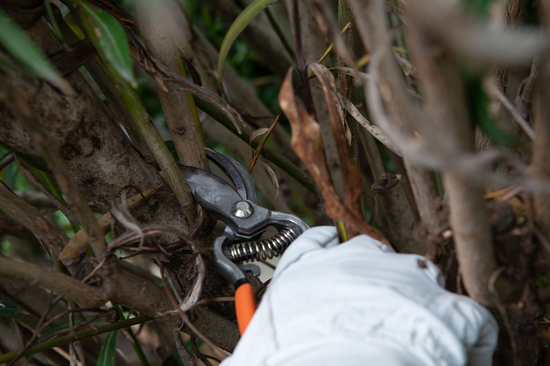 Gloved hand using pruning shears to cut a branch of a bush outdoors.