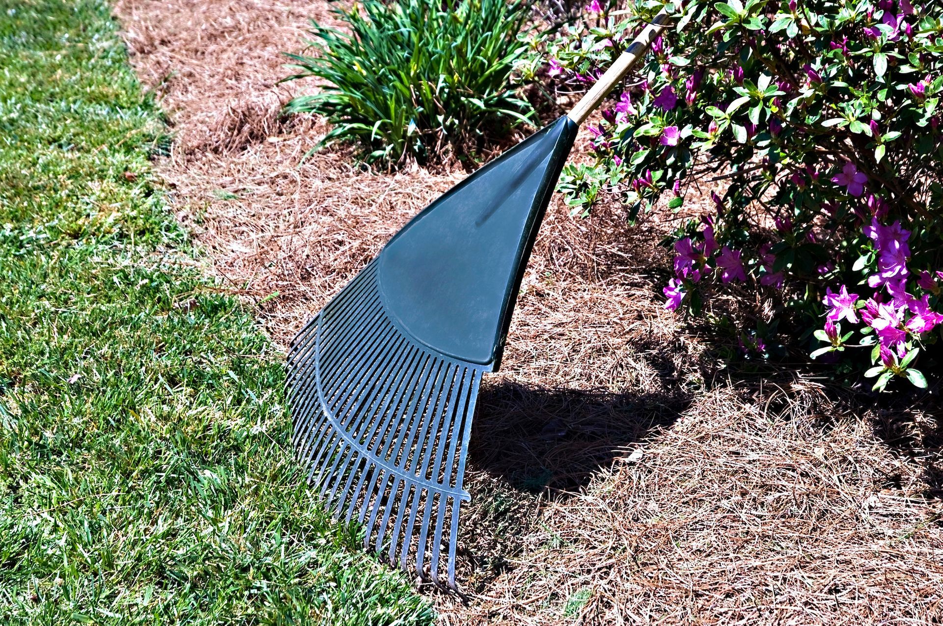 A rake leaning against mulch in a garden bed next to green grass and a bush with pink flowers.
