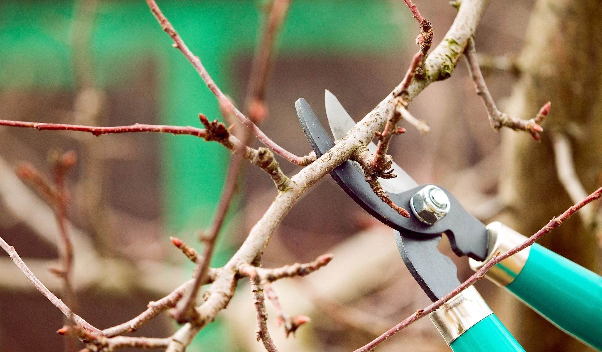 Pruning shears cutting a bare tree branch, outdoors with blurred green background.